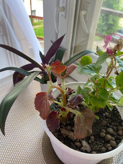 Two potted plants, one with dark purple and green leaves and the other a begonia with green leaves and pink flowers, sit on a textured placemat on a windowsill. The window is open, revealing a blurred outdoor scene with greenery and a red fence. A white curtain is visible on the left side of the window. The plants appear to be indoors in Maksimkovo, Russia. The begonia plant exhibits some signs of wilting and discoloration on its leaves. The soil in the pot is dark and contains small, round, light-colored pebbles.