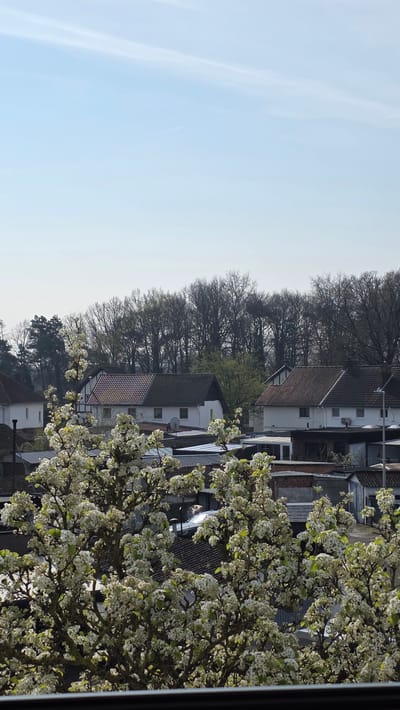 The image depicts a residential area in Heusden, Belgium, viewed from a slightly elevated position. In the immediate foreground, dense branches of two deciduous trees in full white bloom obscure the lower portion of the scene. The blossoms feature small, round white petals with subtle green leaf emergence.

Behind the flowering trees, a cluster of single and two-story houses with tiled roofs is visible. These houses are predominantly white or light-colored with dark brown or reddish-brown roof tiles. Several homes exhibit traditional half-timbered architectural elements, with dark beams contrasting against white walls. Visible features include multiple windows, some open, and at least two satellite dishes mounted on house facades. Garages or outbuildings with corrugated metal or flat roofs are interspersed among the primary residences.

In the mid-background, a dense line of tall, bare deciduous trees, with some early spring foliage visible among them, forms a natural boundary, suggesting a wooded area or forest.

The sky, occupying the upper third of the image, is light blue and clear, with minimal cloud cover, indicative of a bright, sunny day. No individuals, overt actions, or interactions are discernible within the frame. The lighting suggests a midday or afternoon setting.