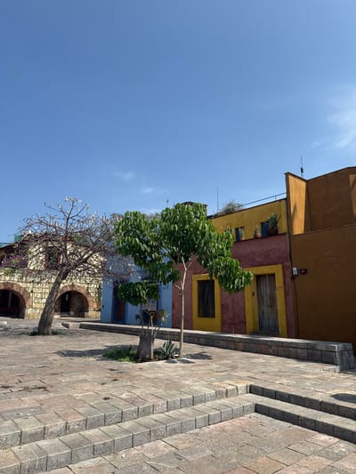 The image depicts a street scene in Oaxaca City, Mexico. The buildings feature colorful facades, ranging from yellow and orange to red and blue, with traditional wooden doors and windows. Two trees are present; one is lush with green leaves, while the other is mostly bare, bearing only a few white flowers. The ground is paved with stone bricks, and stone steps are visible on the right side of the frame. The sky is clear and blue.
