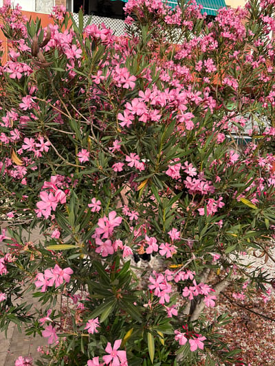 The image displays a dense shrub of pink oleander flowers in full bloom, interspersed with dark green, lance-shaped leaves and some dried seed pods. The shrub is positioned outdoors, with a building featuring an orange wall and white lattice in the background on the left, and a teal awning and white railing on the right. The ground below the shrub is covered with small pebbles and fallen pink petals. In the lower left quadrant, a section of patterned paving stones is visible. A small portion of a black and white dog can be seen in the middle left background, appearing to walk behind the shrub. The overall scene suggests a warm, sunny environment, likely a residential or public garden area in Puçol, Spain.