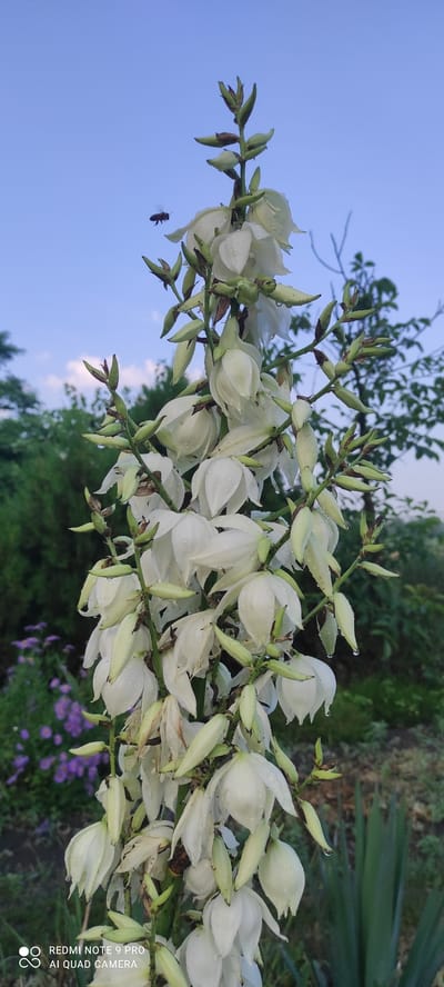A vertical, close-up shot captures a cluster of white Yucca flowers in bloom, with water droplets visible on the petals, suggesting recent rain or dew. The flowers are arranged along a central stalk, with some fully open and others in bud. In the background, a clear blue sky dominates the upper portion of the image, with a small, dark-colored insect, possibly a bee, captured mid-flight to the left of the flowers. The lower half of the image reveals a blurred background of lush green foliage, including evergreen shrubs and a patch of delicate purple flowers on the left. The setting appears to be an outdoor garden or park. The bottom left corner of the image contains a watermark indicating "REDMI NOTE 9 PRO AI QUAD CAMERA". The location is identified as Mliiv, Ukraine.