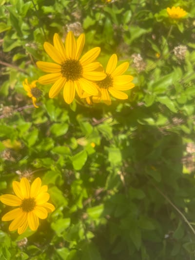 The image shows a close-up of several yellow wildflowers with dark centers, nestled amongst lush green foliage. The flowers are in various stages of bloom, with some fully open and others partially closed. The background is a blur of green leaves and stems, suggesting a natural outdoor setting. The sunlight casts a warm glow on the scene, highlighting the vibrant colors of the flowers. Based on the visual cues, this image appears to be taken in a park or garden area. Specifically, it was taken in Or Akiva, Israel.