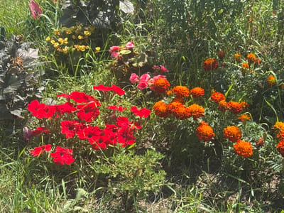 A medium shot captures a sunlit flowerbed featuring a variety of blooming plants. In the foreground, a cluster of vibrant red petunias dominates the left side of the frame. To the right, several orange and reddish-orange marigolds are in bloom, some with fully opened, ruffled petals and others still developing. In the background, scattered among the green foliage and grass, are smaller yellow and pink flowers, possibly begonias. The overall impression is of a well-maintained garden in a natural outdoor setting. The specific location in Muravlenko, Russia, is not identifiable from the visual cues in the image.