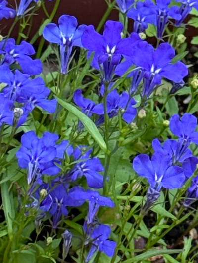 A close-up, eye-level shot captures a cluster of bright blue lobelia flowers in a garden setting. The flowers, with their delicate petals and white centers, are in various stages of bloom, with some fully open and others still in bud. Lush green foliage surrounds the blossoms, creating a vibrant contrast. The background is softly blurred, hinting at a darker, earthy soil or pot. The image appears to be taken outdoors, likely in a well-lit environment given the saturation of the flower colors.