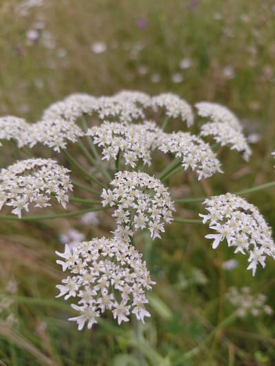 This is a close-up, vertical, outdoor photograph of a cluster of delicate white flowers. The flowers are small and numerous, arranged in an umbel-like structure, with some individual florets exhibiting five petals. The stems of the flowers are thin and green. The background is softly blurred, suggesting a natural setting with dry grass and other vegetation in muted green and brown tones. There are also out-of-focus white spots in the background, possibly other flowers or light reflections. The lighting appears to be natural daylight, creating a soft and diffused illumination on the flowers. The overall mood is serene and natural. The image does not contain any visible text, people, or specific activities. The location context provided is Chernyk, Ukraine, suggesting a rural or natural landscape typical of that region.