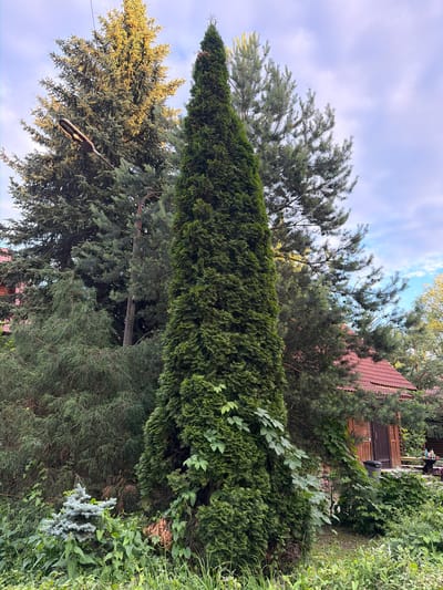 The image depicts an outdoor scene featuring a variety of trees and foliage, with a building visible in the background. A tall, conical evergreen tree is prominent in the center, flanked by other coniferous trees of varying sizes and types. In the upper left, a street lamp hangs from a wire, suspended above a large evergreen tree. To the right, a portion of a wooden building with a red tiled roof is visible, along with a wooden door and what appears to be a trash bin. Several people are seated at a table in front of the building. The ground is covered with lush green vegetation and grass. The sky above is partly cloudy, with a mix of blue and white. The scene appears to be set in a natural or semi-natural environment, possibly a park or residential area with abundant trees. The location is identified as Novy Gorodok, Russia.