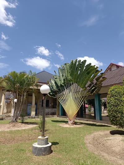 In Mesjid Reuntoh, Indonesia, on a clear, sunny day, a unique fan palm tree stands prominently in the foreground. The palm's broad, green leaves fan out in an impressive display, resembling a giant peacock's tail. In front of it, a white globe light fixture is mounted on a metallic pole, resting on a two-tiered concrete base. A lush green lawn surrounds the palm and the light fixture, with patches of dry, sandy soil visible.
Behind the fan palm, a building with a dark gray roof is partially obscured by the tree's foliage. The building appears to be a single-story structure with beige walls and cream-colored pillars supporting a covered walkway. Several air conditioning units are mounted on the building's exterior. To the left of the fan palm, another type of palm tree with thinner fronds is visible, along with a neatly trimmed green bush to the right. The sky above is a vibrant blue, dotted with fluffy white clouds. The scene evokes a tropical ambiance, suggesting an outdoor public space or the grounds of an institution.