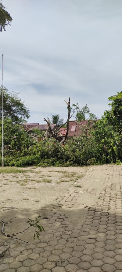 The image shows the aftermath of a storm in Langnibong, Indonesia. A large tree has fallen, its branches covering the ground and resting on the roof of a building. The building appears to have a reddish-brown, tiled roof and some damage is visible. In the foreground, a paved walkway made of hexagonal stones runs diagonally across the image. A few scattered branches and small plants are on the ground near the walkway. A tall, thin flagpole stands to the left of the frame. The sky is overcast with some clouds. There are no people visible in the image.