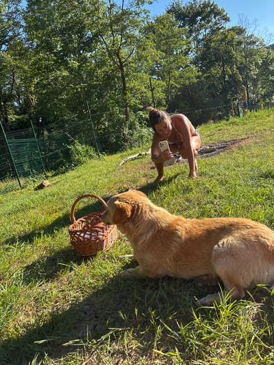 In Vardane-Verino, Russia, a woman in a bikini crouches on a grassy hill while holding a smartphone. In the foreground, a tan dog lies on the grass, facing away from the viewer. A wicker basket with white items inside sits on the grass to the left of the dog. A green metal fence runs along the top of the hill, behind which are dense trees. The sky is clear and blue. The sun casts shadows on the grass, indicating it is daytime.