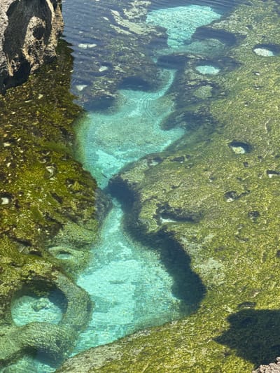 The scene captures an overhead perspective of clear, shallow marine water flowing through natural rock formations along a coastline in Sakti, Indonesia. Irregular channels and circular pools of turquoise water are visible amidst extensive bright green marine flora covering the submerged and partially submerged rocky substrate. Several small, dark-colored fish are present, swimming in the transparent water. Sunlight reflects off the water's surface, creating distinct ripple patterns. No individuals or anthropogenic structures are observed.