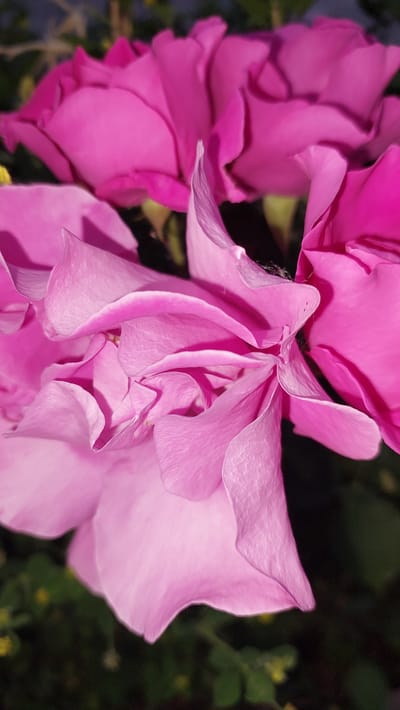 A close-up, macro photograph shows several vibrant pink rose petals in varying stages of bloom. The petals are delicate and layered, with soft folds and curves. The lighting is dim, creating deep shadows within the flower's structure and highlighting the texture of the petals. The background is dark and out of focus, with hints of green foliage. No people or identifiable landmarks are present. The location in the city of Lermontov, Russia, is not discernible from the image.