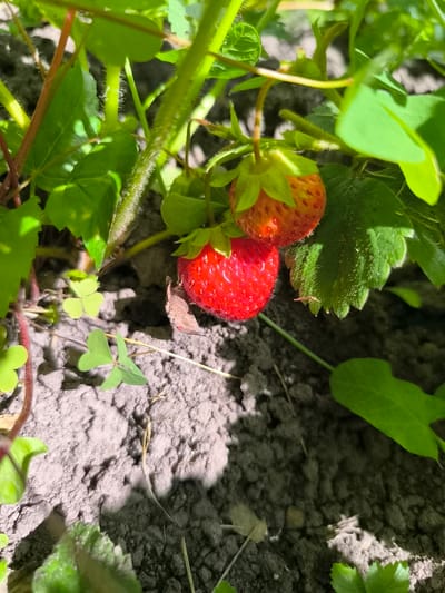 A close-up, overhead shot shows two ripe strawberries on a strawberry plant. The strawberry on the left is a bright red, while the one on the right is a lighter red with some yellowish-orange patches. Both strawberries have visible seeds on their surface. The plants have green leaves and stems that are covered in fine hairs. The ground beneath the plant is visible, appearing to be dark, loose soil with some small pebbles and dry plant matter. There are also small, clover-like green leaves scattered on the ground. The lighting suggests it is a sunny day, with dappled sunlight creating shadows on the ground. The image was taken outdoors in Pasiene, Latvia.
