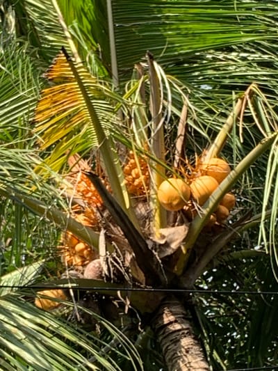 A close-up, vertical, medium shot captures a cluster of young, yellow coconuts growing on a palm tree against a backdrop of lush green palm fronds. The coconuts are grouped together, some appearing slightly larger and more developed than others. A few brown, fibrous husks are visible amongst the coconuts. The palm fronds, varying in shades of green, surround the cluster, creating a dense canopy. In the lower portion of the image, a dark, horizontal wire runs across, partially obscuring the view of the palm tree's trunk and the surrounding foliage. The scene is illuminated by sunlight, which casts dappled shadows and highlights on the coconuts and fronds. The image appears to be taken in Sukasada, Indonesia, likely in a tropical or subtropical environment.