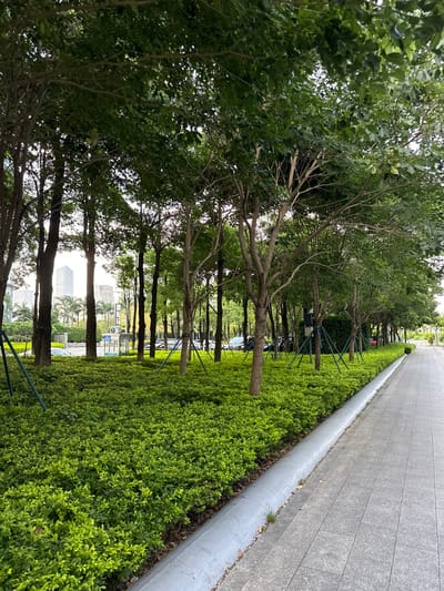 A wide shot captures a street-side view in Haizhu District, China, featuring a well-maintained urban landscape. On the left, a dense, vibrant green shrubbery runs along a concrete curb, bordering a paved sidewalk that extends to the right. Behind the shrubbery, a row of trees with thin trunks and lush green foliage creates a natural screen. In the background, between the trees, a cityscape is visible with modern buildings, palm trees, and parked cars. The sky is overcast, suggesting diffused lighting. The overall scene depicts a clean, orderly public space with a clear division between the pedestrian walkway and the green areas.