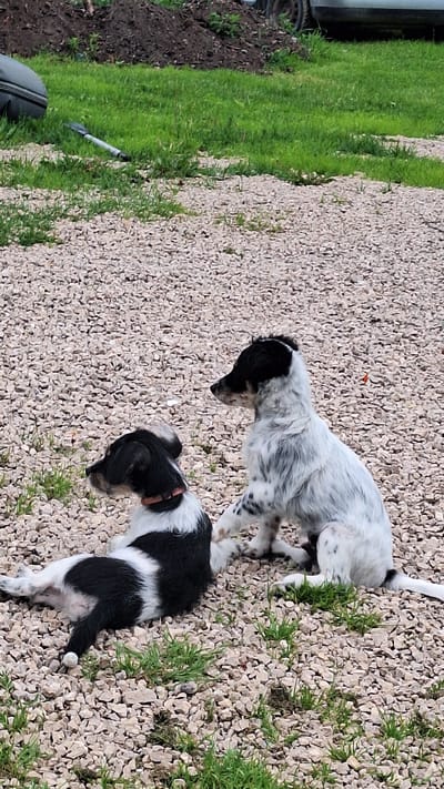 The image shows two young dogs, likely puppies, on a gravel surface interspersed with patches of green grass. The dog in the foreground, on the left, is lying on its side, facing left. It has black and white markings and is wearing a pink collar. The second dog is sitting up on the right, facing left, with its front paws touching the back of the first dog. This dog also has black and white markings, with more white on its body and black spots.
In the background, there is a pile of dark soil or dirt, and further back, the wheel and lower body of a light-colored vehicle are visible. The ground is covered in light-colored gravel and scattered green grass blades. To the far left, partially visible, is a dark, bag-like object. A thin, grey object, possibly a pen or marker, lies on the grass to the left of the dirt pile. The overall environment suggests an outdoor, possibly rural or semi-rural setting. The image was taken in Kursieši, Latvia.