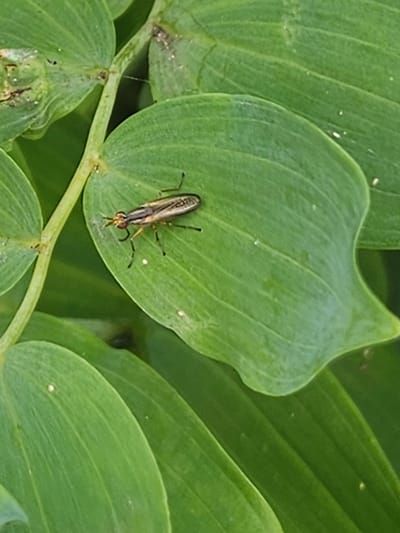A close-up, eye-level, vertical shot shows a small, elongated insect resting on a large, green leaf. The insect has a slender, segmented body with a golden-brown and black striped pattern. It possesses long, thin legs and prominent antennae. The leaf it is perched on is broad with visible veins and a slightly wavy edge. The background is filled with other large, green leaves, creating a natural, outdoor environment. There is no indication of the specific location being Kurovo, Russia, within the provided image.