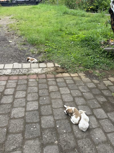 The image shows a scene in Rendang, Indonesia. Two puppies are visible on a paved area constructed of square blocks. One puppy is white, while the other is brown and white. Adjacent to the pavement, there is a grassy area. Another puppy is lying on a dirt surface near the grass. A portion of a person's clothing is visible in the upper left corner of the image.