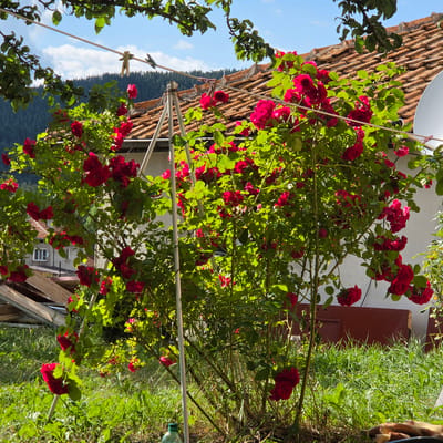 In Ravnogor, Bulgaria, a sunlit outdoor scene is dominated by a vibrant red rose bush in full bloom. The bush is supported by a light-colored metal frame, with some branches trailing upwards. Above the roses, a clothesline is strung across, with two wooden clothespins attached to it. In the background, a white house with a reddish-brown tiled roof is visible, along with a portion of a satellite dish. Further in the distance, a dense forest covers rolling hills under a bright blue sky with scattered white clouds. The ground is covered with lush green grass. To the left, there are some wooden structures, and a clear plastic bottle with a green cap rests on the grass in the foreground. The overall impression is one of a serene rural setting bathed in bright sunlight.