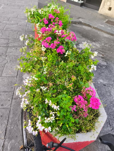 The image captures a close-up, slightly elevated view of a planter box filled with vibrant pink and white flowers and lush green foliage. The planter is hexagonal and concrete, with a red stripe painted along its top edge. In the lower left of the frame, the wheel and handlebars of a bicycle are visible, suggesting the planter is positioned near a street or sidewalk.

The ground surrounding the planter is paved with grey interlocking bricks. To the right of the planter, a grey asphalt surface is visible, bordered by a curb. The background shows a building facade and a street. The overall impression is of an urban streetscape in Livorno, Italy, adorned with floral decorations. The lighting suggests it is daytime, possibly late afternoon given the slightly diffused light. No people are visible in the scene.