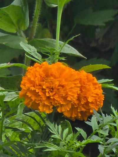 A close-up shot captures two bright orange marigold flowers in full bloom, nestled amongst lush green foliage. The marigolds are the focal point, with their ruffled petals creating a textured appearance. The surrounding leaves are a vibrant green, some appearing feathery and delicate, while others are broader and more substantial. The background is a soft blur of dark green, suggesting a natural outdoor setting. The overall impression is one of natural beauty and the simple elegance of flowers in a garden. The image appears to have been taken in Ермолаево, Russia, likely in a residential garden or public green space.