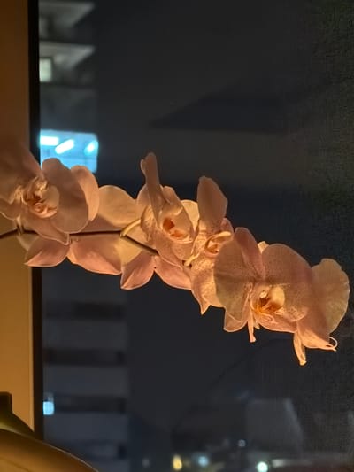 This media file features a close-up of a pale pink orchid plant with multiple blooms, arranged vertically on its stem. The orchid is positioned in front of a dark, out-of-focus background that appears to be a window at night. Through the window, blurry shapes of buildings and lights are visible, suggesting an urban setting, possibly residential or commercial. The lighting on the orchid suggests it is illuminated, perhaps by indoor lighting, and the scene has a soft, warm glow. The overall mood is serene and tranquil. There is no visible text in the media file. The location context of Ashdod, Israel, implies the image was taken in that city. The time of day is clearly night due to the darkness outside the window and the artificial illumination of the subject.