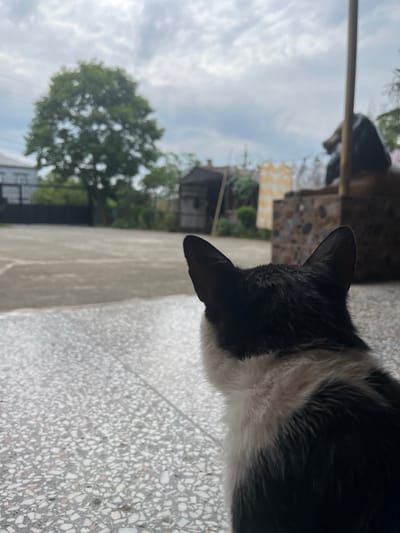 A black and white cat is shown from behind, facing away from the camera. The cat is in the foreground, on a speckled outdoor floor. In the background, there is a paved area, a large tree, some buildings, and laundry hanging on a clothesline. The sky is overcast. The setting appears to be a residential area in ღრმაღელის თემი, Georgia.