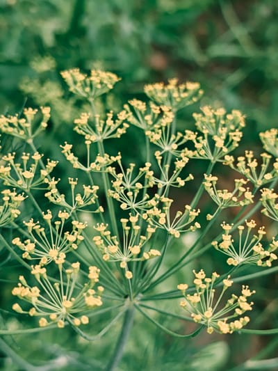 A close-up shot showcases a cluster of tiny yellow dill flowers, their delicate petals clustered together in an umbel formation. The flowers are set against a softly blurred background of lush green foliage, suggesting a garden or natural setting. The image has a slightly muted color palette, with the yellow of the flowers providing a soft contrast to the green. There are no people or animals visible in the frame, and no specific objects or actions are depicted beyond the natural growth of the plant. The scene is serene and focused on the botanical details of the dill plant. The location is Parkhomivka, Ukraine.