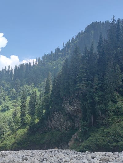 The image depicts a mountainous landscape with a dense forest covering the slopes. In the foreground, a riverbed filled with smooth, grey stones is visible. The sky is a clear blue with a few white clouds. The trees are primarily coniferous, with some deciduous trees interspersed. The overall impression is one of a natural, untouched wilderness. The location is specified as Palchan, India.