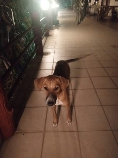 The photograph depicts a medium-sized, short-haired dog standing on a tiled surface. The dog has a brown coat with a lighter underbelly and white markings on its muzzle and paws. It is facing the camera, with its ears perked up. The dog appears to be on a covered patio or walkway, as there is a railing to the left and a row of tables and chairs in the background. The setting appears to be outdoors at night, with artificial lighting creating a warm glow. The location is Baan Chaloklum, Thailand. The environment is a tiled outdoor path with railings and foliage to the left, and tables/chairs further down the path.
