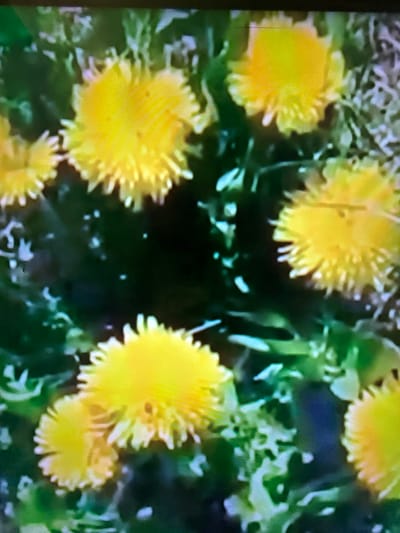 The image shows a close-up, slightly blurry view of several bright yellow dandelion flowers scattered amongst green foliage. The flowers are round and fluffy, with many thin petals radiating outwards. Some of the leaves are a darker green, while others are a lighter, almost lime green. The background is a mix of dark green, blurred foliage and some lighter, possibly dry grass or debris. The overall impression is of a sunny day in a natural setting, likely a park or a field. There are no people or man-made objects visible in the frame. The image does not provide any specific details that would allow for the identification of its location within the city of Çiğli, Turkey.