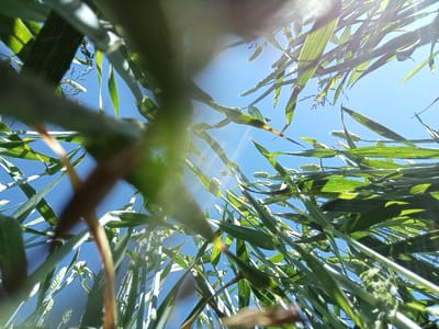 The photograph, taken from a low angle looking upwards through a field of grain, captures a clear blue sky with bright sunlight. The stalks and leaves of the grain, likely wheat or barley, are dominant in the foreground and mid-ground, some appearing in sharp focus and others blurred. The grain appears to be in the early stages of development, with small, developing seed heads visible amongst the foliage. The sun's rays create lens flare and highlight the translucent quality of the leaves. The scene suggests an outdoor environment, possibly a rural or agricultural setting in or near Žygaičiai, Lithuania. No people or animals are present in the image.