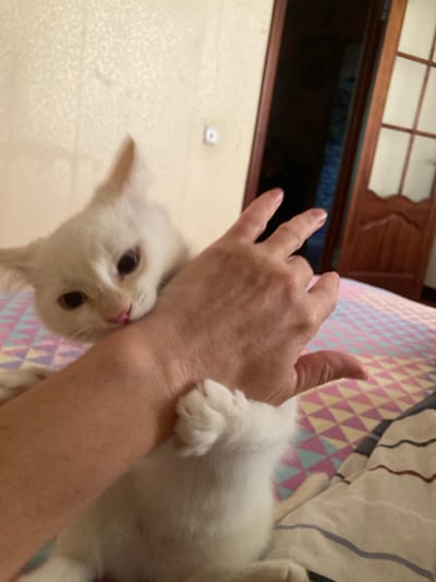 A white kitten is playfully biting the hand of a person in a room. The kitten's head is resting on the person's arm, and its mouth is slightly open around the arm. The person's hand is positioned above the kitten, with fingers slightly curled. The background shows a wall with textured wallpaper and a wooden door with glass panes. The scene appears to be indoors, likely in a residential setting in the village of Mikhanaŭicki Sieĺski Saviet, Belarus. The bedding on which the person and kitten are positioned has a geometric pattern.