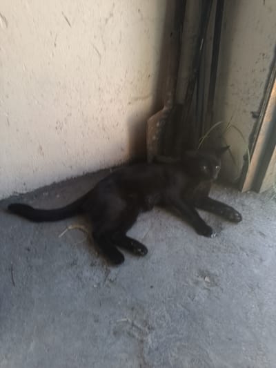 In Nicorești, Romania, a black cat lies on a concrete floor next to a rough, light-colored wall. The cat is positioned on its right side, with its head turned towards the viewer and its eyes partially open. Its paws are extended, and its tail curls around its body. Behind the cat, leaning against the wall, are several tools, including a shovel and what appear to be wooden or metal poles. The environment suggests an outdoor or semi-outdoor space, possibly a shed or an alleyway, with debris and a few blades of grass scattered on the ground. The lighting is somewhat dim, casting shadows and creating a muted atmosphere.