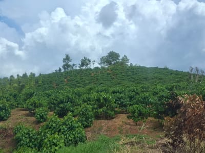 The image shows a coffee plantation on a hillside under a cloudy sky. The foreground features rows of healthy green coffee plants interspersed with drier, brown foliage and grass. The middle ground and background are dominated by a dense expanse of green coffee bushes covering the undulating terrain. Several scattered trees, including pine trees, are visible along the crest of the hill and in the distance, breaking the uniformity of the coffee plants. The sky is filled with dramatic, white and grey clouds, suggesting overcast weather. The scene depicts a rural agricultural landscape.