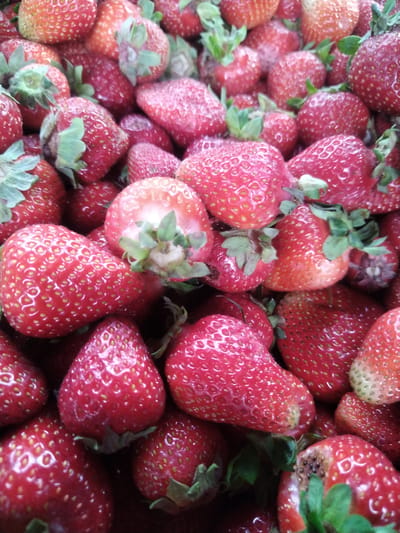 A close-up, overhead view of a large pile of ripe, red strawberries fills the frame. The strawberries are of various sizes and shapes, with some appearing more plump and round, while others are elongated and conical. Their surfaces are dotted with numerous tiny, yellow seeds. Green leaves and stems are visible on some of the fruits, suggesting they have recently been picked. The lighting is natural and somewhat diffused, highlighting the vibrant red color of the strawberries and creating soft shadows between them. There are no people or other objects present in the image. The background is entirely composed of more strawberries. The image depicts a natural food product, likely in a market or agricultural setting.