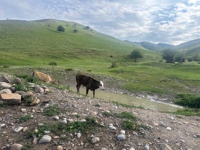 The image depicts a pastoral scene in the mountainous region near Kashka-Suu, Kyrgyzstan. The foreground is characterized by a rocky, dry dirt path dotted with sparse green vegetation. To the right, a shallow, muddy stream flows through the landscape. Two cattle are present: a light brown calf stands in the stream, partially submerged, while a darker brown and white calf grazes near the bank. The midground and background are dominated by rolling green hills, sparsely populated with scattered trees. The sky above is partly cloudy with diffused sunlight, suggesting an overcast or early morning/late afternoon lighting condition. The overall impression is one of a natural, rural environment.
