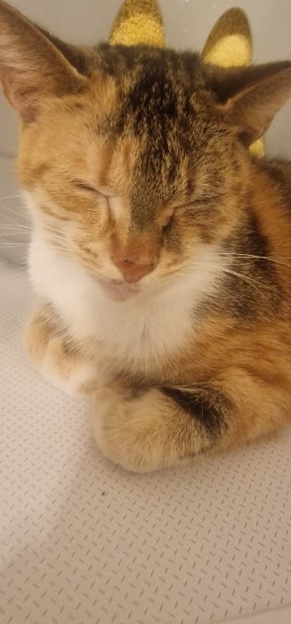 A domestic cat is depicted resting on a light-colored, textured surface in the city of Blaye, France. The feline exhibits a calico/tortoiseshell fur pattern, predominantly featuring patches of orange, black, and white. Its eyes are closed, indicating a state of sleep or deep rest. The front paws are tucked underneath its body, forming a compact posture. A pinkish-brown nose is visible centrally on its face, with white fur extending from its chin down its chest. Two yellow, vaguely ear-shaped or horn-shaped objects are partially visible and out of focus in the background above the cat's head. The textured surface beneath the cat displays a repetitive raised diamond pattern. No other individuals or significant interactions are present within the frame.