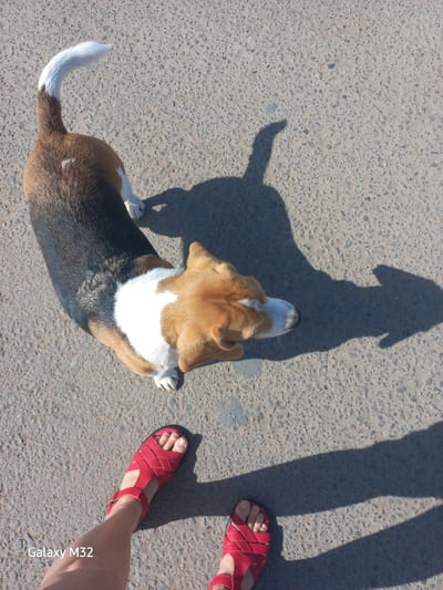 A beagle stands on a concrete surface next to the legs of a person. The person is wearing red sandals. The shadows of the dog and person are visible. The camera identifier "Galaxy M32" is in the lower right corner. The location and city cannot be determined.