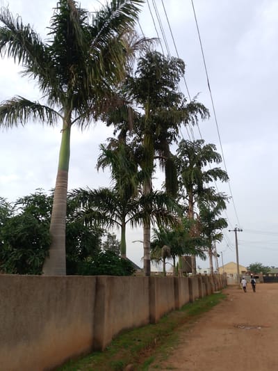 In Barakin Angundi, Nigeria, a dirt road curves away from a concrete wall adorned with grass growing along its base. Several tall palm trees with slender, segmented trunks and dense green fronds line the road, creating a tropical atmosphere. Beyond the trees and wall, a few low-lying buildings with light-colored roofs are visible. Two individuals, one wearing a white shirt and the other a dark shirt, walk away from the camera down the dirt road, with the latter carrying a backpack. Overhead, a cloudy sky is crisscrossed with power lines, supported by a utility pole. The scene is captured from a slightly elevated perspective, looking down the road and towards the buildings.