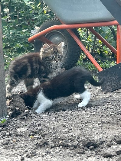 Two kittens are the subjects of this image. One kitten is mostly black with white paws, while the other is a tabby with gray and brown stripes. They are outdoors, possibly in a garden or yard, with dirt and gravel in the foreground. In the background, there is greenery, suggesting trees or bushes, and a wheelbarrow with an orange frame and a gray basin. The wheel of the wheelbarrow is visible, with a tire. The kittens appear to be interacting, with one looking towards the camera with wide, curious eyes. The lighting suggests it is daytime, likely sunny given the shadows and brightness. The overall mood is playful and candid. There is no visible text in the image.