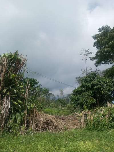 The image presents an outdoor agricultural scene in Đăk Pxi, Vietnam, under an overcast sky characterized by varying shades of gray cloud cover. The foreground consists of a strip of green grass. Immediately behind this, a dense arrangement of vertical, cut tree branches and green foliage occupies the left and right sides of the frame. Centrally, a large pile of dry, brown brushwood is accumulated. In the midground, an extensive plantation of uniformly green, low-lying shrubs is visible, consistent with a coffee or tea farm. Two dark, thin lines, consistent with utility wires, traverse horizontally across the upper midground, partially obscured by vegetation. The background features a scattering of taller trees and faint, undulating outlines of distant hills or mountains. No individuals, animals, or specific actions are discernible within the frame.