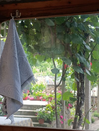 A light blue, textured towel hangs from a hook on a wooden beam, partially obscuring a view of a lush green garden with flowering plants. The garden features a tiered staircase with potted flowers, including pink and white varieties. In the background, a person in a white shirt is visible near a stone wall. The scene appears to be from an outdoor area, possibly a patio or balcony, overlooking the garden. The image captures a domestic setting in Mladinovo, Bulgaria.