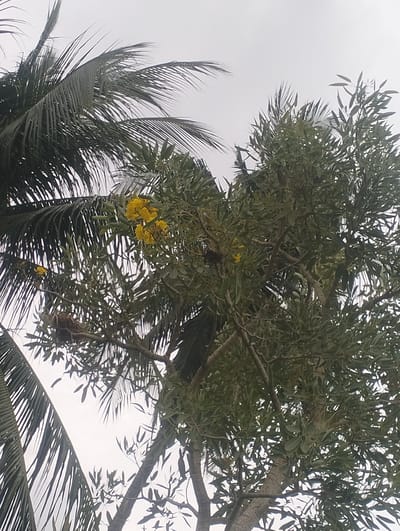 The image shows a close-up view of trees and foliage against a bright, overcast sky. In the foreground, palm fronds are visible on the left side, with their long, thin leaves extending upwards. To the right of the palm, a leafy tree with smaller green leaves and branches dominates the frame. Amongst the green leaves, clusters of bright yellow flowers are visible. In the middle ground, a bird's nest constructed from twigs and grass is precariously perched on a branch. A small yellow bird is perched on a branch near the nest. The overall scene is one of nature, with a focus on the natural elements and signs of wildlife. The image is captured from a low angle, looking upwards into the canopy of the trees. The lighting suggests it is daytime, but the sky is uniformly bright, indicating overcast conditions. The image does not contain any specific elements that would indicate its location within the city of Teupinreusep, Indonesia, beyond the general impression of a tropical or subtropical environment suggested by the palm trees and lush foliage.