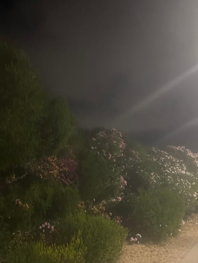 This media file depicts a dimly lit outdoor scene, likely taken at dusk or night, with a pervasive fog or mist obscuring the background. The foreground is dominated by lush green foliage, appearing to be a mix of dense bushes and trees. Scattered amongst the greenery are delicate clusters of small pink and white flowers, adding a touch of color to the otherwise muted palette. The fog creates an ethereal, soft focus effect, particularly on the left side of the image where it forms a gradient from dark gray to lighter gray, with streaks of light or a light source visible within it. On the right side, a textured, light-colored wall or surface is partially visible, suggesting the edge of a building or structure. The overall mood is tranquil and slightly mysterious due to the atmospheric conditions. There is no visible text or human presence in the frame.
