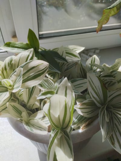 A close-up, eye-level shot shows a potted plant with variegated white and green leaves situated on a windowsill. Sunlight streams in from the right, illuminating the leaves and casting shadows. Through the window, a blurry outdoor scene of trees and sky is visible. The plant is in a light gray pot, which is placed on a white surface, likely the windowsill. The environment appears to be indoors, with a white window frame on the left. The image quality is moderate, with some digital noise.
