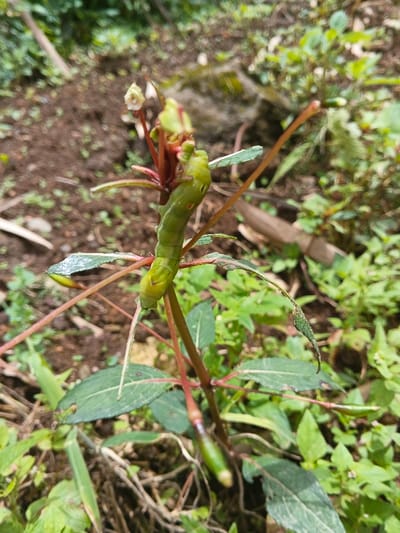 In a natural outdoor environment within Bình Hải, Vietnam, a pale green caterpillar is positioned vertically on the reddish-brown stem of a plant. The caterpillar is plump, with visible segments and faint orange-brown markings along its sides, and appears to have a pointed tail-like appendage. It is situated among several green leaves, some of which show minor damage or irregularities. Above the caterpillar, small, tightly closed white flower buds are visible. The foreground and background consist of rich brown soil and various other green foliage, with some dried plant matter visible on the ground. The scene is illuminated by natural light, indicating daylight.