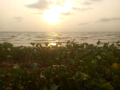 A sunset scene displays an ocean view, with sunlight reflecting on the water's surface. In the foreground, dense green vegetation grows along the shore. Overcast skies with scattered clouds contribute to the muted, golden light. The horizon line is visible, blurring the distinction between the sea and sky under the warm glow of the setting sun.