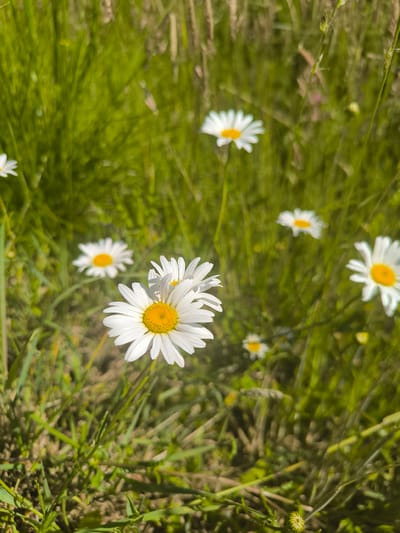 In Laskino, Russia, several daisies are blooming in a grassy field under a bright sun. The foreground features a prominent daisy in sharp focus, its white petals radiating from a yellow center. Behind it, other daisies are visible, some in focus and others blurred, adding depth to the scene. The field is lush with green grass and blades of taller, dried grass, suggesting a natural, unmanicured environment. The lighting indicates a sunny day, casting a warm glow on the flowers and foliage. No people or animals are present in the image.
