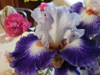 A close-up, brightly lit photograph features a prominent purple and white iris flower in the foreground, with its intricate details sharply in focus. The iris displays ruffled white upper petals, known as standards, which appear delicate and slightly translucent. Below these, the lower petals, or falls, are a rich, deep purple, transitioning to white with fine purple veining and stripes radiating outwards from the center. A striking orange-yellow "beard" or crest is visible at the throat of the flower, adding a warm accent.
In the blurred background, several other flowers are visible, suggesting a vibrant floral arrangement. A bright pink, densely ruffled flower, possibly a carnation or peony, is situated to the left, slightly out of focus. Parts of other lighter-colored, possibly yellow, flowers are also present. Behind the flowers, a blurred metallic object, likely part of a chair or table leg, can be discerned, along with a patterned, light-colored surface, possibly a tablecloth.
The scene appears to be set indoors during the daytime, illuminated by natural light that highlights the textures and colors of the petals. No specific activity or event is taking place; the image captures a still life composition emphasizing floral beauty. There is no visible text in the image. The overall impression is one of natural elegance and vivid color. While the location context is Mshanets, Ukraine, the image itself offers no specific cues to this location beyond an indoor setting.