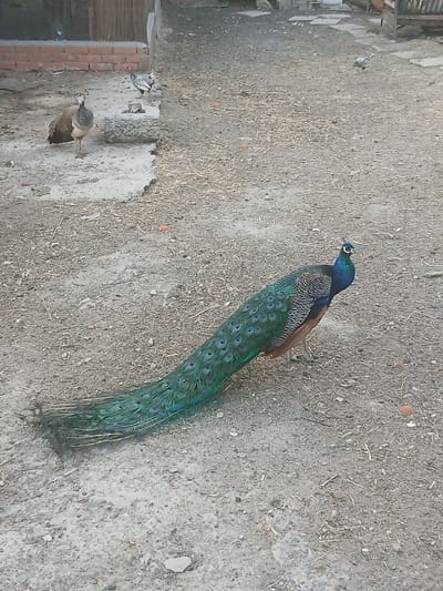 In Navaluenga, Spain, a peacock with iridescent green and blue feathers stands on a dirt ground covered with dry straw and pebbles. Its long train of tail feathers spreads out behind it. To the left of the peacock, a hen pecks at the ground. The background shows a brick structure and a wooden fence. The scene appears to be an outdoor enclosure or farmyard.